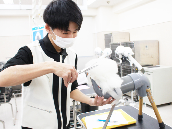 学校のモデル犬とトリミング実習☆
